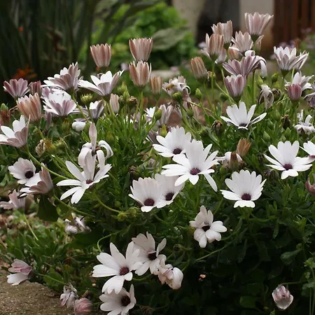 Il Lentischio Lägenhet *