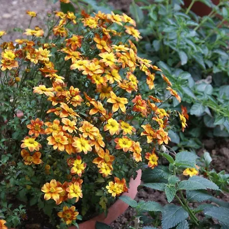 Il Lentischio Lägenhet *