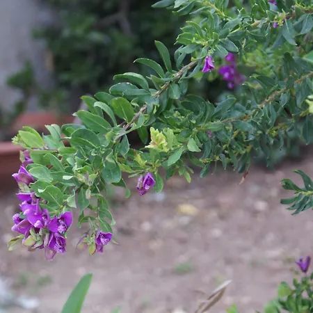 Il Lentischio Lägenhet