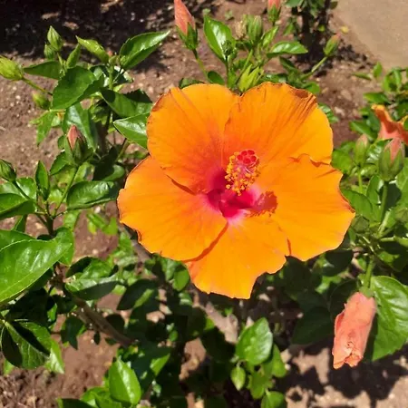 Apartmán Il Lentischio