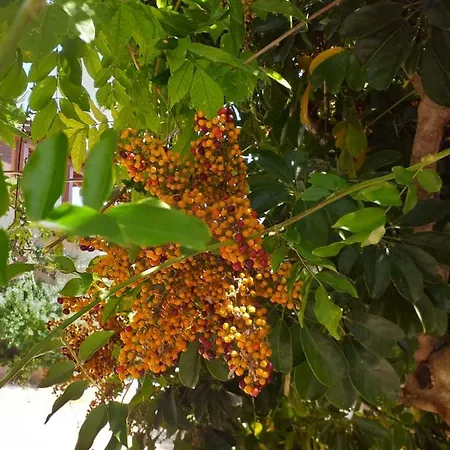 Il Lentischio * Cala Gonone