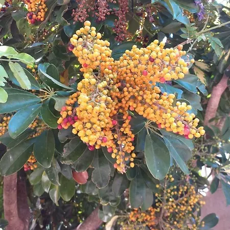 Il Lentischio Cala Gonone