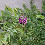 Il Lentischio Apartment *